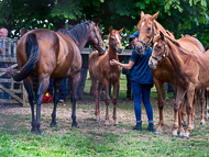 KS300622-35 - Cupboard Love & foal by Territories